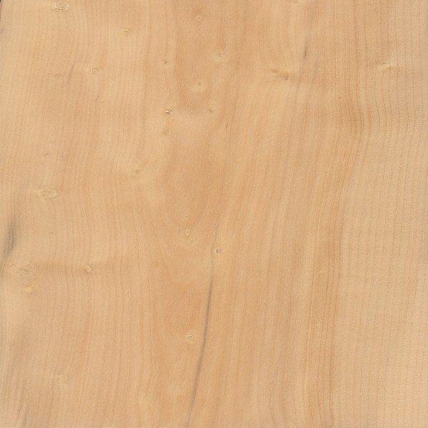 Boxwood The Wood Database Lumber Identification Hardwood 