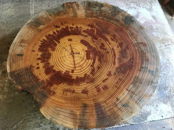 Slash Pine | The Wood Database - Lumber Identification (Softwood)