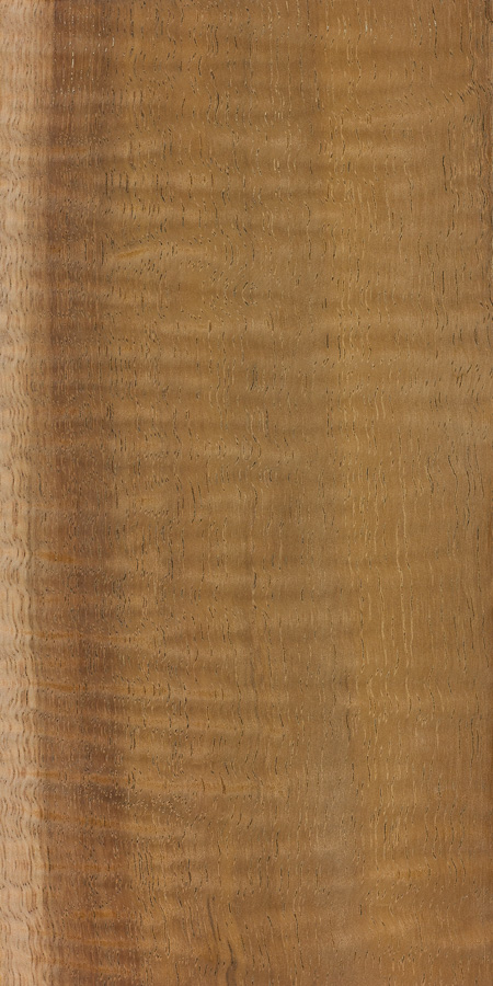 Black Walnut  The Wood Database (Hardwood)