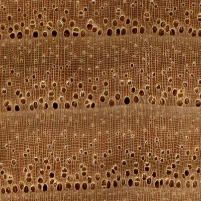 a) FIGURE 75 Gross sections of porous wood to o wood | Chegg.com