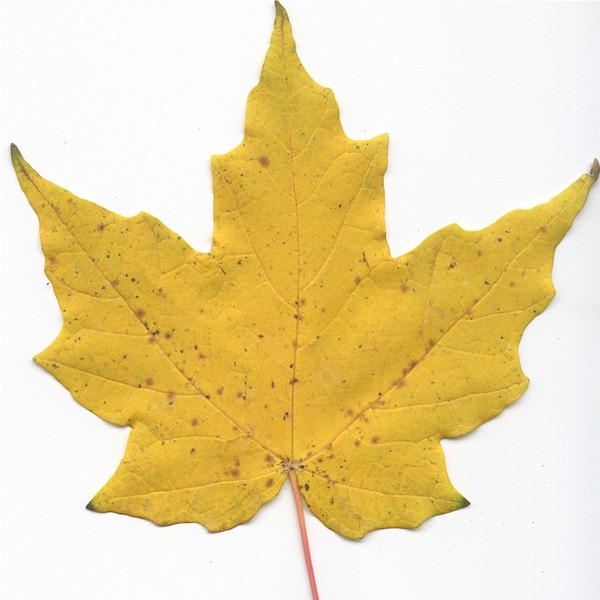 maple tree types leaf identification