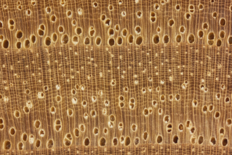 Bamboo  The Wood Database (Monocot)