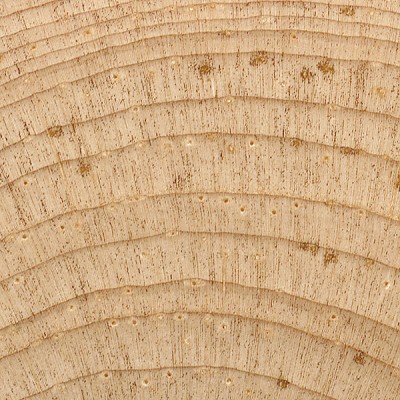 Limber Pine | The Wood Database - Lumber Identification (Softwood)