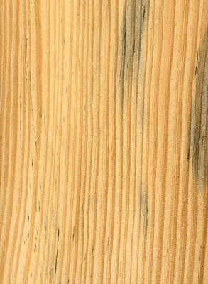 Slash Pine | The Wood Database (Softwood)