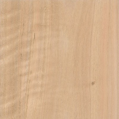 Spotted Gum | The Wood Database (Hardwood)