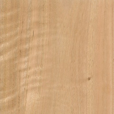 Spotted Gum 