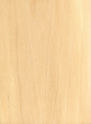 Buckeye | The Wood Database - Lumber Identification (Hardwood)